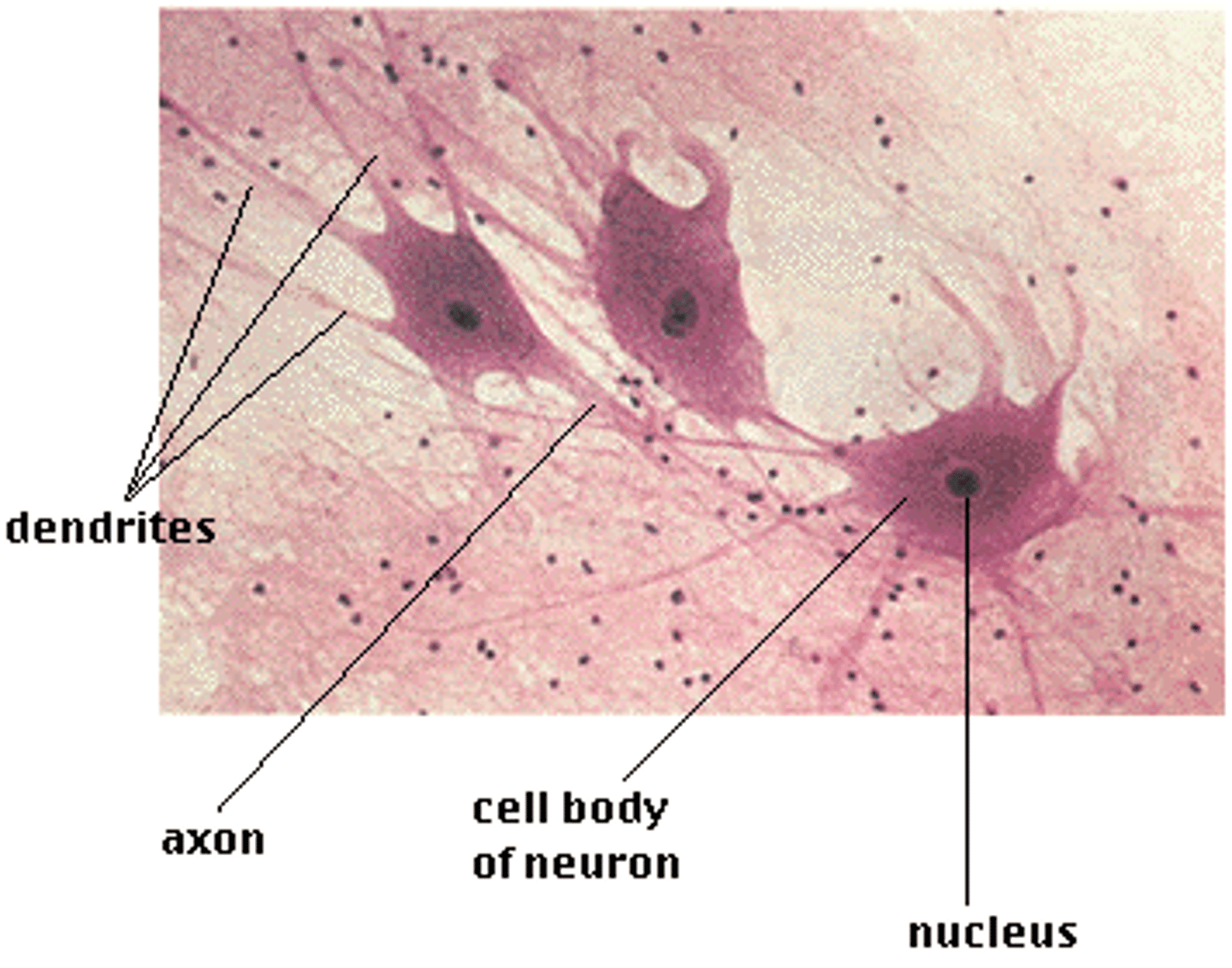 <p>-Full of nerves</p><p>-Signals</p><p>-Long axons to allow signals to travel distances branches for connections</p>