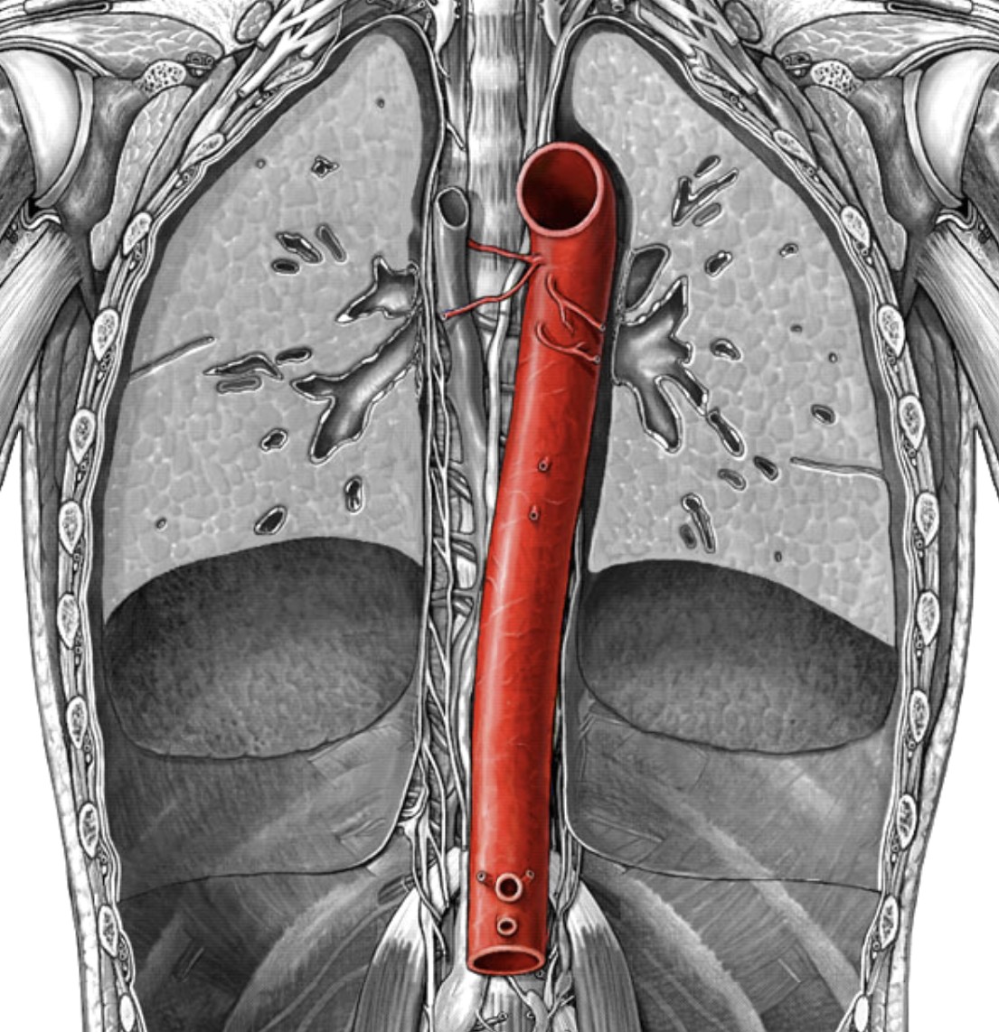 <p>Which arteries:</p><ul><li><p>Extends from ascending aorta</p></li><li><p>Inferior to heart</p></li></ul><p></p>