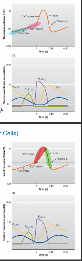 <ul><li><p>oscillation of membrane potential which causes cell to reach threshold and generate an AP </p><ul><li><p>cell is at resting when there is no EXTERNAL input</p></li></ul></li><li><p>channels used:</p><ul><li><p>vg f-type Na+ channel (f= funny bc it opens bc of hyperpol)</p></li><li><p>vg t-type Ca2+ channel (t=transient bc it opens/closes quickly)</p></li><li><p>vg l-type Ca2+ channel (l= long-lasting)</p></li><li><p>vg K+ channel</p></li></ul></li></ul><p></p><p>steps:</p><ol><li><p>hyperpolarization leads to opening of f-type(na+) channels and incr in na+ permeability —&gt;depolarization </p></li><li><p>depol. causes incr in ca2+ permeability, opening of t-type(ca2+) channel—&gt; cell reaches threshold </p></li><li><p>AP is generated when a second incr in permeability to ca2+ happens, opening of L-type channel</p></li><li><p>depol. from AP incr k+ perm., opens k+ channels —&gt;repolarization</p><ol><li><p>when cell repolarizes, k+ perm. decr and process restarts</p></li></ol></li></ol><p></p>