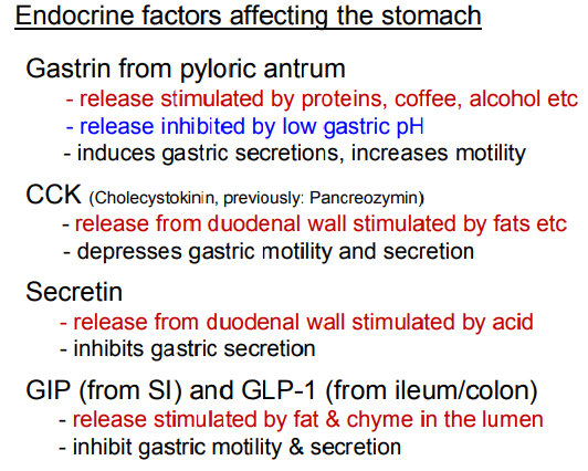 <p><strong><u>Regulation of Stomach Function:</u></strong></p><p><strong><mark data-color="green" style="background-color: green; color: inherit"><u>Gastrin:</u></mark></strong></p><p><strong>From </strong>G cells in the <strong>pyloric antrum</strong> (near the duodenum).</p><ul><li><p class="ds-markdown-paragraph"><strong>Activators</strong>: Release stimulated by Proteins, coffee, alcohol.</p></li><li><p class="ds-markdown-paragraph"><strong>Inhibitor</strong>: Low gastric pH (&lt;3) ("stop if the stomach is empty/acidic").</p></li></ul><p><strong><mark data-color="purple" style="background-color: purple; color: inherit">Induces gastric secretions, increases motility (via parietal + ECL cells → histamine).</mark></strong></p><p></p><p><strong><mark data-color="red" style="background-color: red; color: inherit"><u>Cholecystokinin (CCK):</u></mark></strong></p><p><strong>From </strong>I cells in the <strong>duodenal wall</strong>.</p><ul><li><p class="ds-markdown-paragraph">Release stimulated by Fats</p></li><li><p class="ds-markdown-paragraph"><strong>Slows gastric motility</strong> and <strong>acid secretion to </strong>stop stomach releasing load into the duodenum if at full capacity.</p></li></ul><p class="ds-markdown-paragraph"></p><p class="ds-markdown-paragraph"><strong><mark data-color="green" style="background-color: green; color: inherit"><u>Secretin:</u></mark></strong></p><p class="ds-markdown-paragraph"><strong>From </strong>S cells in the <strong>duodenal wall</strong>.</p><ul><li><p class="ds-markdown-paragraph">Release stimulated by Acidic chyme</p></li><li><p class="ds-markdown-paragraph">Inhibits gastric secretion (protecting the duodenum).</p></li></ul><p class="ds-markdown-paragraph"></p><p class="ds-markdown-paragraph"><strong><mark data-color="red" style="background-color: red; color: inherit"><u>GIP &amp; GLP-1:</u></mark></strong></p><p class="ds-markdown-paragraph">GIP <strong>from the </strong>Small intestine (K cells) &amp; GLP-1 from the Ileum/colon (L cells) respectively.</p><ul><li><p class="ds-markdown-paragraph">Release <mark data-color="purple" style="background-color: purple; color: inherit">stimulated by arrival of fats &amp; glucose</mark></p></li><li><p class="ds-markdown-paragraph"><strong><mark data-color="purple" style="background-color: purple; color: inherit">Incretin effect</mark></strong><mark data-color="purple" style="background-color: purple; color: inherit">: Boost insulin (GLP-1 &gt; GIP).</mark></p></li><li><p class="ds-markdown-paragraph">Inhibits gastric motility/secretion (protecting the duodenum).</p></li></ul><p></p><p><strong><mark data-color="blue" style="background-color: blue; color: inherit">Feedback Loops</mark></strong><mark data-color="blue" style="background-color: blue; color: inherit">:</mark></p><ul><li><p class="ds-markdown-paragraph"><mark data-color="blue" style="background-color: blue; color: inherit">Acid turns off gastrin (via somatostatin).</mark></p></li><li><p class="ds-markdown-paragraph"><mark data-color="blue" style="background-color: blue; color: inherit">Nutrients trigger incretins (GLP-1/GIP) to optimize absorption.</mark></p></li></ul><p></p>