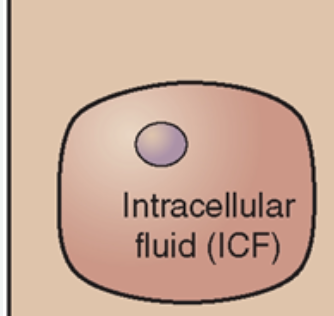 <ul><li><p>Intracellular Fluid</p><ul><li><p>fluid within the cell</p></li></ul></li></ul>