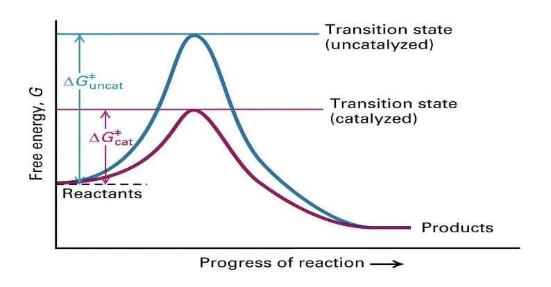 * enzymes bind their ligands (called substrates) and promote a chemical reaction between them = catalysis
* Enzymes are proteins that catalyze molecular reactions. 
* In the graph, the X‐axis shows the progress of the reaction, while the Y‐axis shows the free energy at different points in the reaction. 
* Specifically, we are interested in the change in free energy. 
* Lower free energy is favoured, as it is more stable. 
* The transition from the reactants on the left to products on the right is favourable since there is a decrease in free energy. 
  * There is a transition state that has higher free energy. 
* In the uncatalyzed reaction, the reactants have to get to this transition state before the products can be produced. 
* This is unlikely to happen or will happen at a very low rate. 
* The enzyme is reducing the free energy of the transition state. 
  * Now the reactants can be converted into products with a lower energy requirement. 
* The enzyme has not changed the chemistry of the reaction, only the rate. 
  * What we will consider is how the affinity of an enzyme for the substrates can facilitate the transition state and speed up the reaction