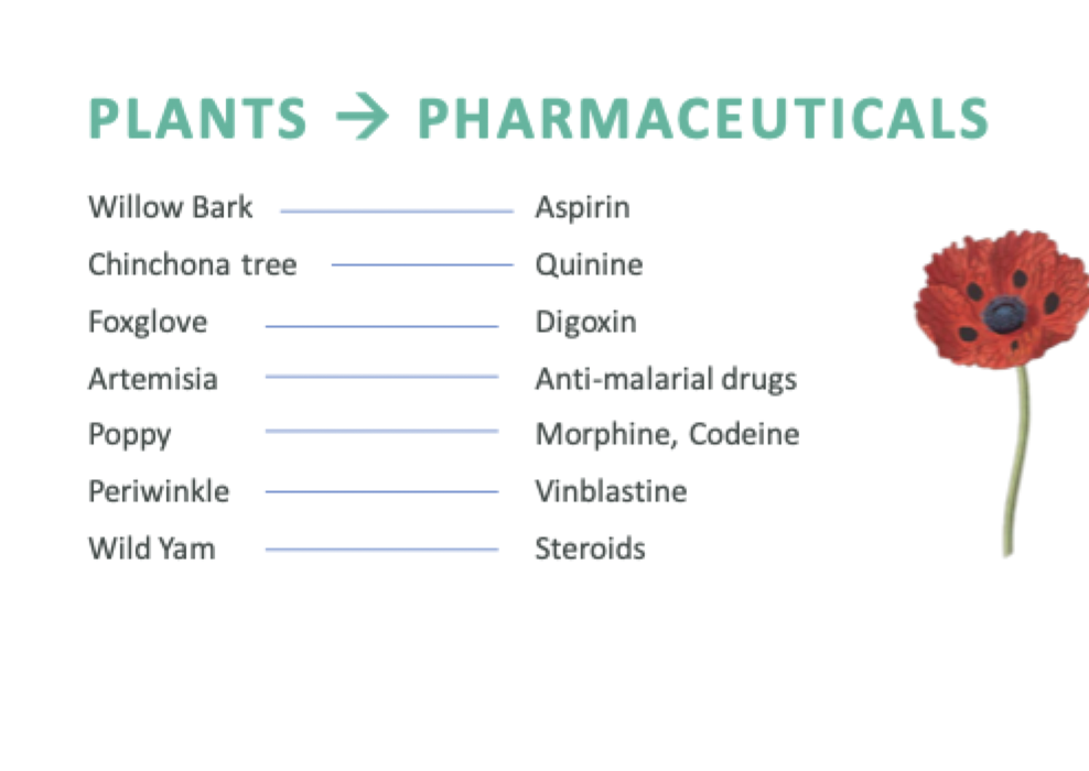 <p>Other examples of plants used for pharmaceuticals include foxglove (source of digoxin) and chinchona tree (quinine). These plants have been utilized for their medicinal properties in various cultures.</p>
