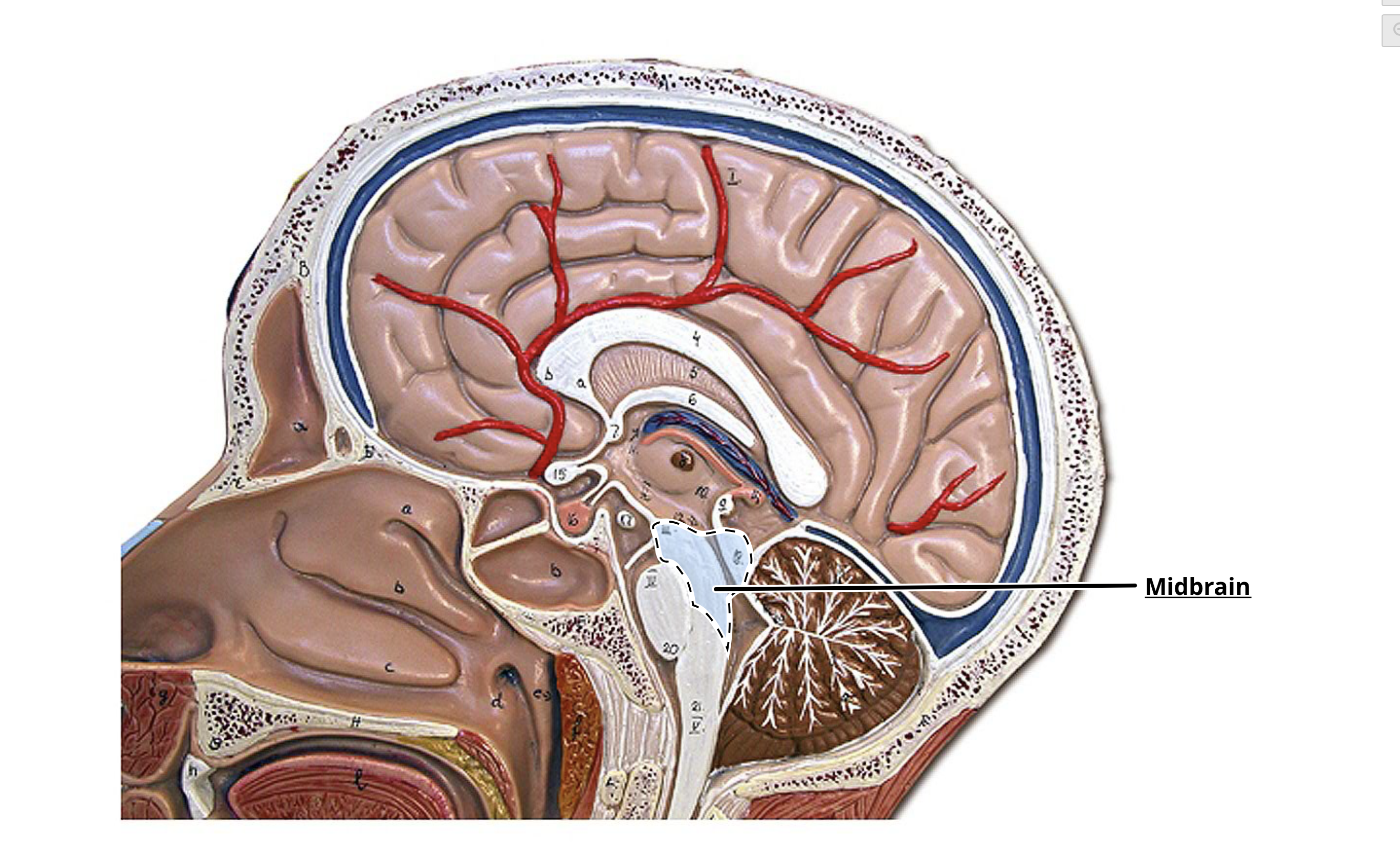 <p>mesencephalon</p>