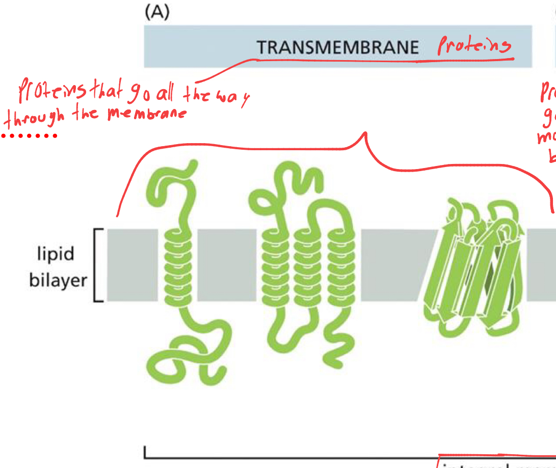 <p>what are transmembrane proteins </p>