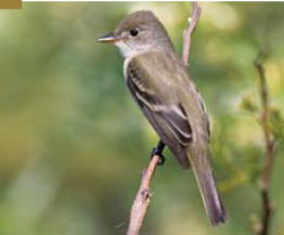 <p><span><span>Empidonax traillii </span></span></p>