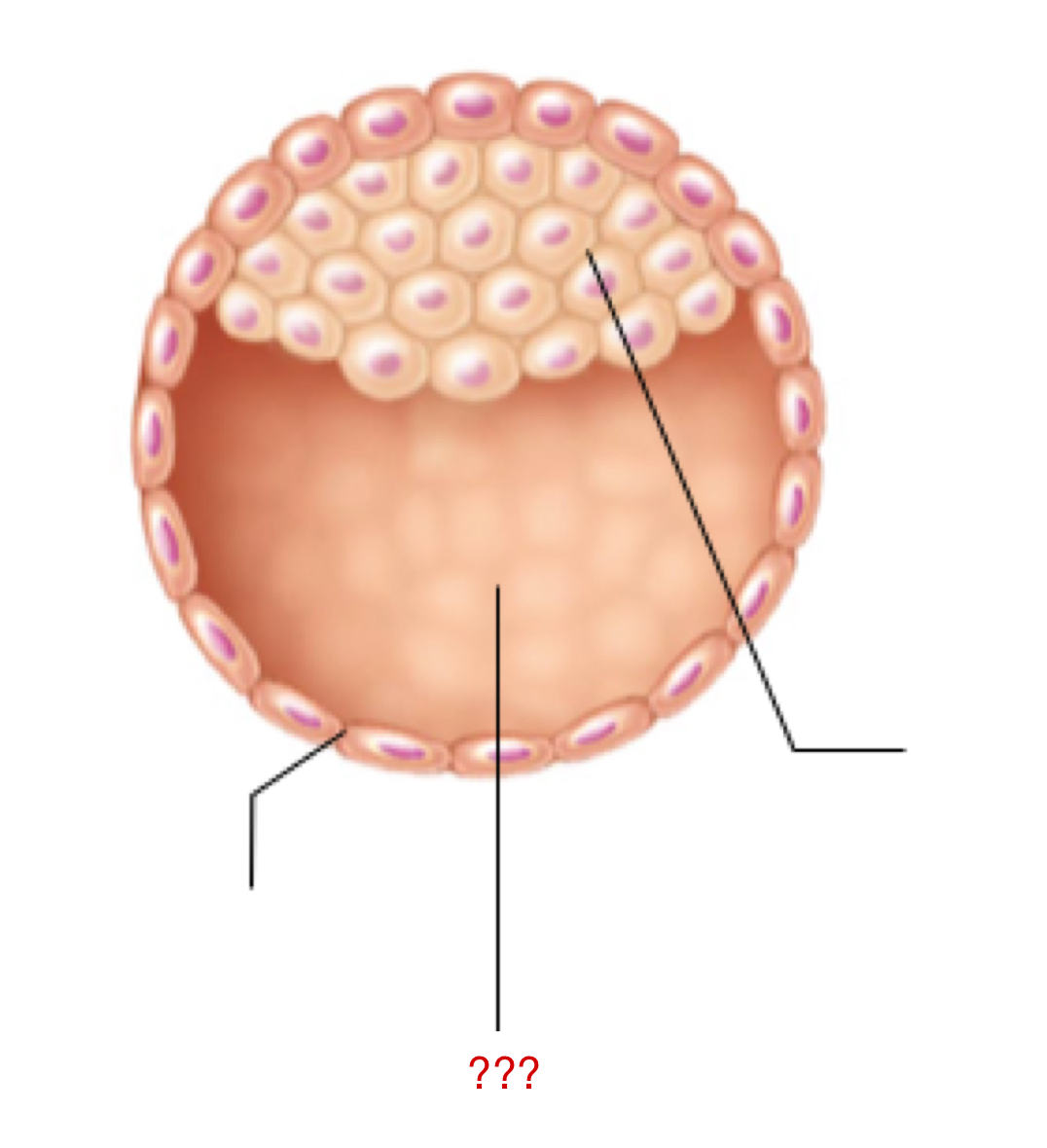 <p>Space for all of the inner cell mass to continue to proliferate/grow </p>