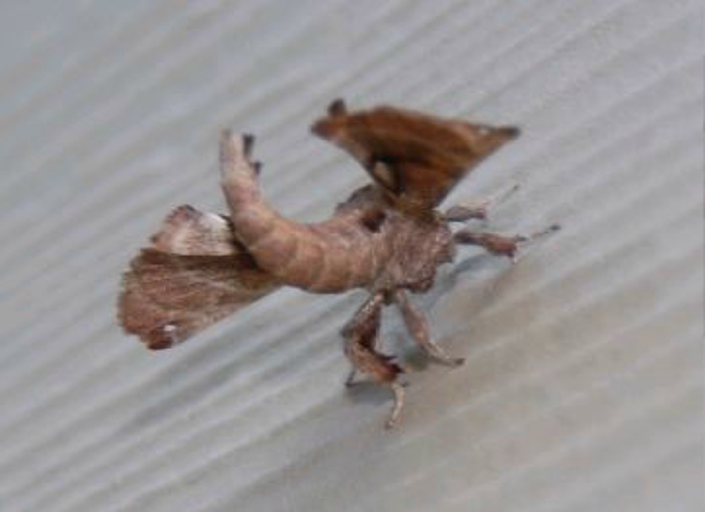 <p>Identify the butterfly or moth shown:</p>