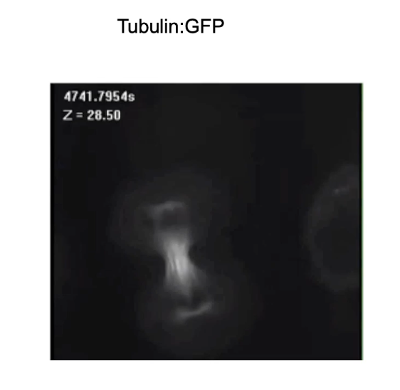 <ul><li><p>Seen in <strong>cell division (mitosis)</strong></p></li><li><p>Example:</p><ul><li><p><strong>Breast cancer cell</strong> expressing <strong>Tubulin:GFP</strong></p></li><li><p>Visualizes <strong>microtubule spindle formation</strong> over time</p></li></ul></li><li><p>Demonstrates the <strong>structural reorganization</strong> of cytoskeleton during mitosis</p></li></ul><p></p>