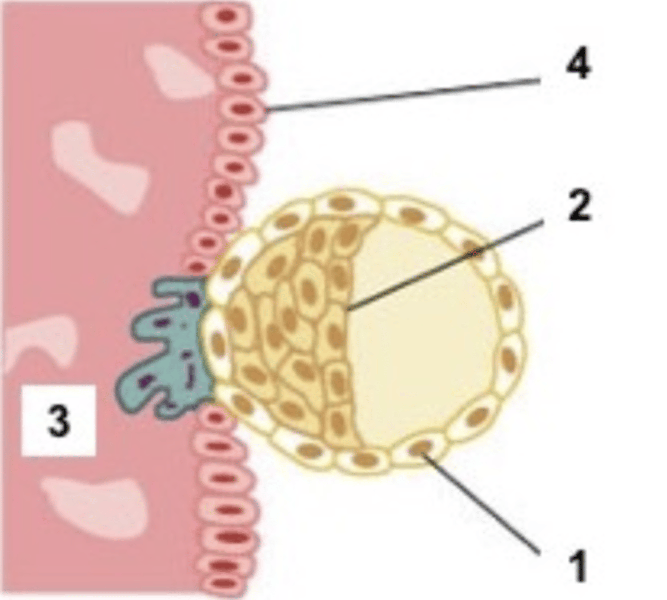 <p>&gt; embryoblast starts to differentiate into 2 distinct structures :</p><p>&gt; epiblast + hypoblast</p><p>&gt; 2 layered disc</p>