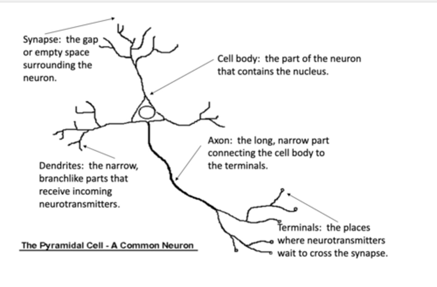 <p>Nerve signals are transmitted by _______, which are rapid changes in the membrane potential that spread rapidly along the nerve fiber membrane. </p>