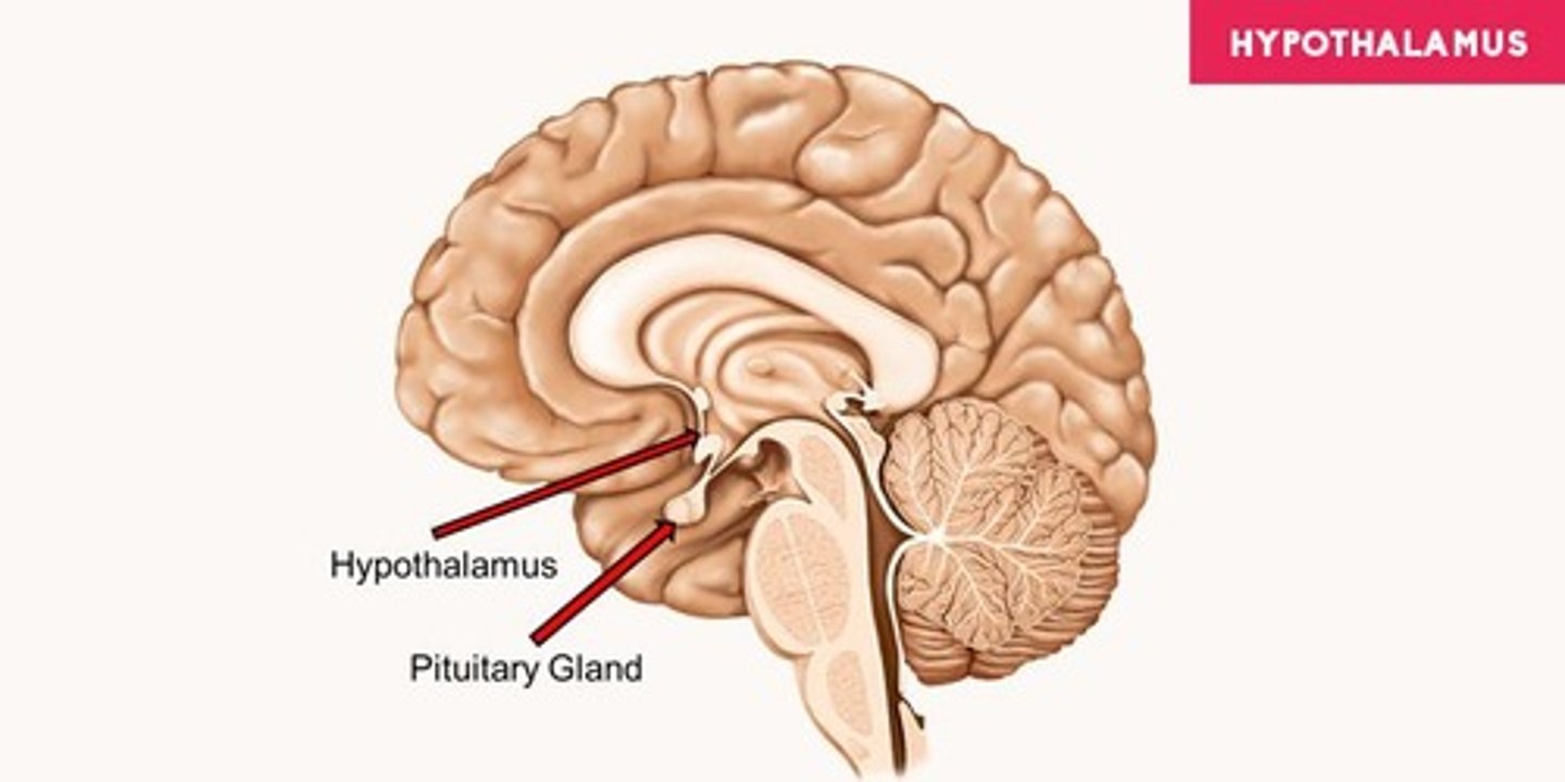 <p>Growth hormone.</p>