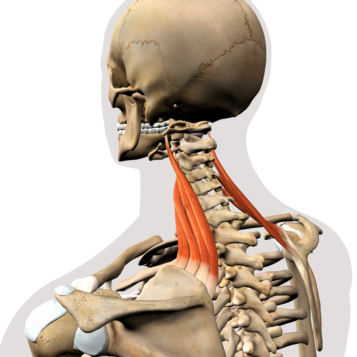 <p><u>Origin:</u> transverse process of C1-C4<u><br>Insertions: </u>Superior part of medial border of scapula<u><br>Innervation: </u>Dorsal scapular nerve (C5) and C3/C4<u><br>Action: </u>elevation + downward rotation of scapula</p>