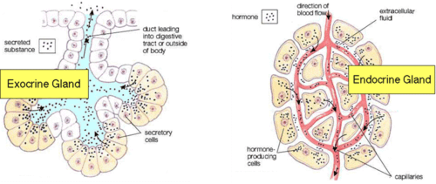 <p>Glands secrete substances for elimination or for use elsewhere in body</p><p>- composed primarily of epithelial tissue</p><p>Exocrine glands connect to surface</p><p>- epithelial tubes</p><p>Endocrine glands have no ducts</p><p>- secrete products (hormones) in bloodstream</p><p>Mixed organs</p><p>- liver</p><p>secretes bile into ducts, albumin into blood</p><p>- gonads</p><p>release gametes, secretes hormones into blood</p><p>- pancreas</p><p>secretes digestive enzymes and hormones</p>