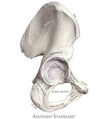 <p>forms pelvic inlet with the sacrum and coccyx</p>