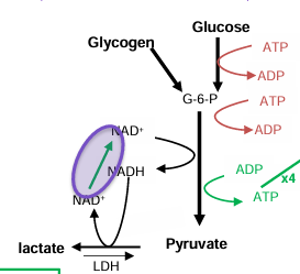 <p>continued glycolysis</p><p></p>