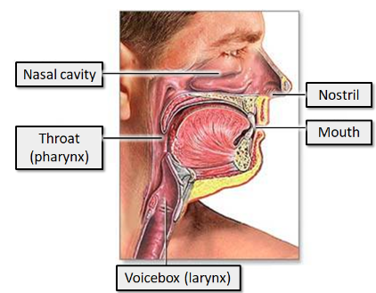 <ul><li><p>The nasal cavity and paranasal sinuses&nbsp;</p></li><li><p>The pharynx&nbsp;</p></li><li><p>The larynx, above the level of the vocal folds&nbsp;</p></li></ul>