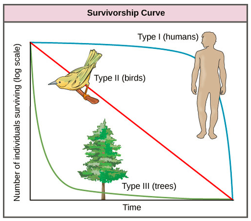 <p>Line that shows a cohort’s survival rate in a population from birth to death.</p>