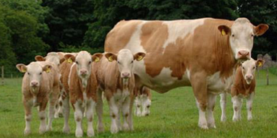 <ul><li><p><span style="color: rgb(0, 0, 0);">Originated in Western Switzerland.</span></p></li><li><p><span style="color: rgb(0, 0, 0);">Oldest and most widely distributed of<br>all cattle breeds in the world.</span></p></li><li><p><span style="color: rgb(0, 0, 0);"> Arrived in US late 1800’s.</span></p></li><li><p><span style="color: rgb(0, 0, 0);">Simmental have been used as dairy,<br>beef and draft animals.</span></p></li><li><p><span style="color: rgb(0, 0, 0);">Beef yield is high, well-marbled.</span></p></li><li><p><span style="color: rgb(0, 0, 0);">Renowned for rapid growth of young.</span></p></li><li><p><span style="color: rgb(0, 0, 0);">Provides more combined weaning<br>growth and milk yield than any other<br>breed.</span></p></li><li><p><span style="color: rgb(0, 0, 0);">Colors: black, red, red/white, white<br>face, ears same color as body, lot of<br>white on belly and legs.</span></p></li><li><p><span style="color: rgb(0, 0, 0);"> Horn Status: Polled and Horned,<br>depending on genetics.</span></p></li><li><p><span style="color: rgb(0, 0, 0);">Bulls: 2200 – 2800 lbs.  Cows: 1100 – 1500+ lbs</span></p></li></ul><p></p>