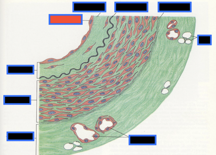 <p><span style="background-color: transparent; font-family: &quot;Times New Roman&quot;, serif;">What part of the Blood Vessel (in the red box) is this</span></p>