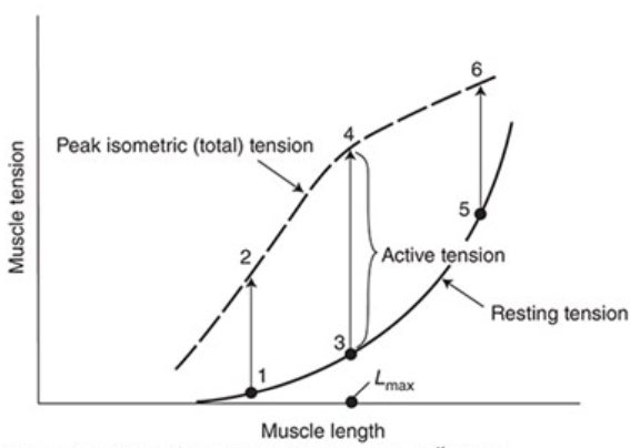 <p>Additional component of tension developed when a muscle is stimulated to contract while its length is held constant</p><ul><li><p>Active tension developed during an isometric contraction depends on the muscle length at which the contraction occurs</p><ul><li><p>Active tension development is maximal at an intermediate length (Lmax)</p></li><li><p>Little active tension is developed at very short or very long muscle lengths</p></li></ul></li></ul><p></p>