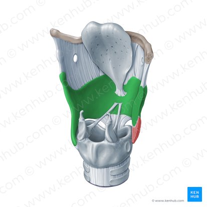 <p>What is the wing-shaped plate of cartilage that sits anterior to the larynx and forms the Adam's apple?</p>