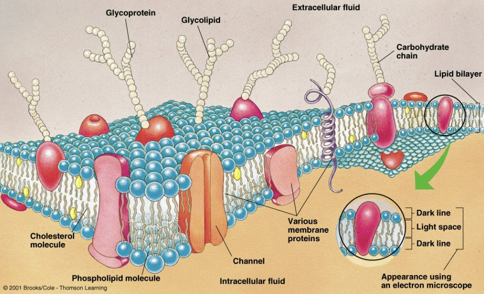 <ul><li><p>A thin phospholipid bilayer studded with membrane proteins enclosing each cell</p></li><li><p>Confer selective permeability to ions, glucose, and other molecules</p></li></ul><p></p>