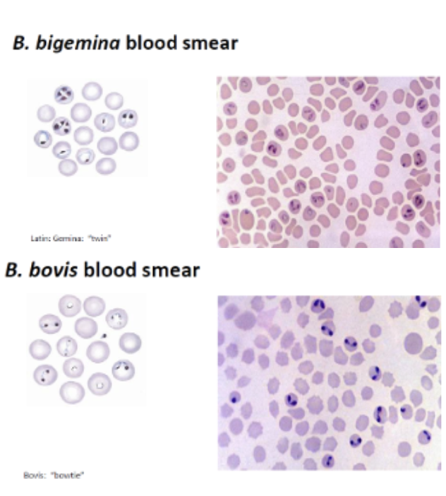 <p><span style="font-family: Calibri, sans-serif;"><span>- </span></span>Anaemia, haemoglobinuria, jaundice</p><p class="MsoListParagraphCxSpMiddle"><span style="font-family: Calibri, sans-serif;"><span>- </span></span>Diarrhoea</p><p class="MsoListParagraphCxSpMiddle"><span style="font-family: Calibri, sans-serif;"><span>- </span></span>Cerebral babesiosis (hyperaesth, aggr, coma, convulsion, paralysis)</p><p class="MsoListParagraphCxSpMiddle"><span style="font-family: Calibri, sans-serif;"><span>- </span></span>Clinpath: anaemia, 5g/L haemoglobinaemia, proteinuria</p><p class="MsoListParagraphCxSpLast"><span style="font-family: Calibri, sans-serif;"><span>- </span></span>PM: organs swollen, congested, anaemic, jaundiced, thin blood, enlarged spleen, enlarged liver, brain grey matter characteristic pink, dilated brain capillaries, watery blood</p><p class="MsoListParagraphCxSpLast"></p><p class="MsoListParagraphCxSpLast"><span style="font-family: Calibri, sans-serif;"><span>- </span></span>Dx: Giema stain</p><p class="MsoListParagraphCxSpLast"><span style="font-family: Calibri, sans-serif;"><span>- </span></span>Tx: Imidocarb</p>