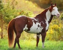 <p>Identify the breed of horse? </p>