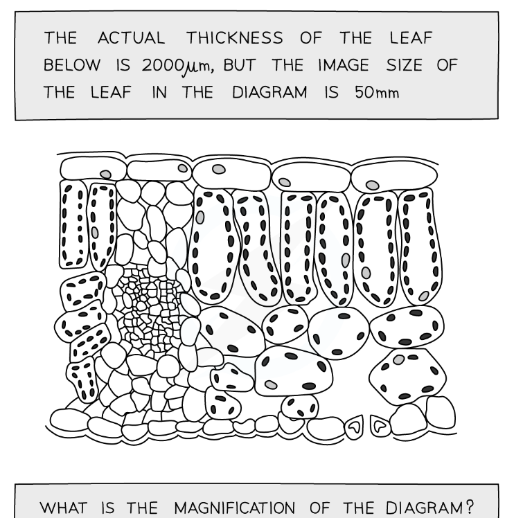 <p>1.4 the actual thickness of the leaf below is 2000μm, but the image size of the leaf in the diagram is 50mm. </p><p>What is the magnification of the diagram?</p>