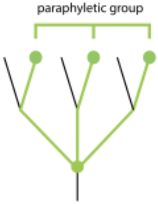 <p>paraphyletic group</p>