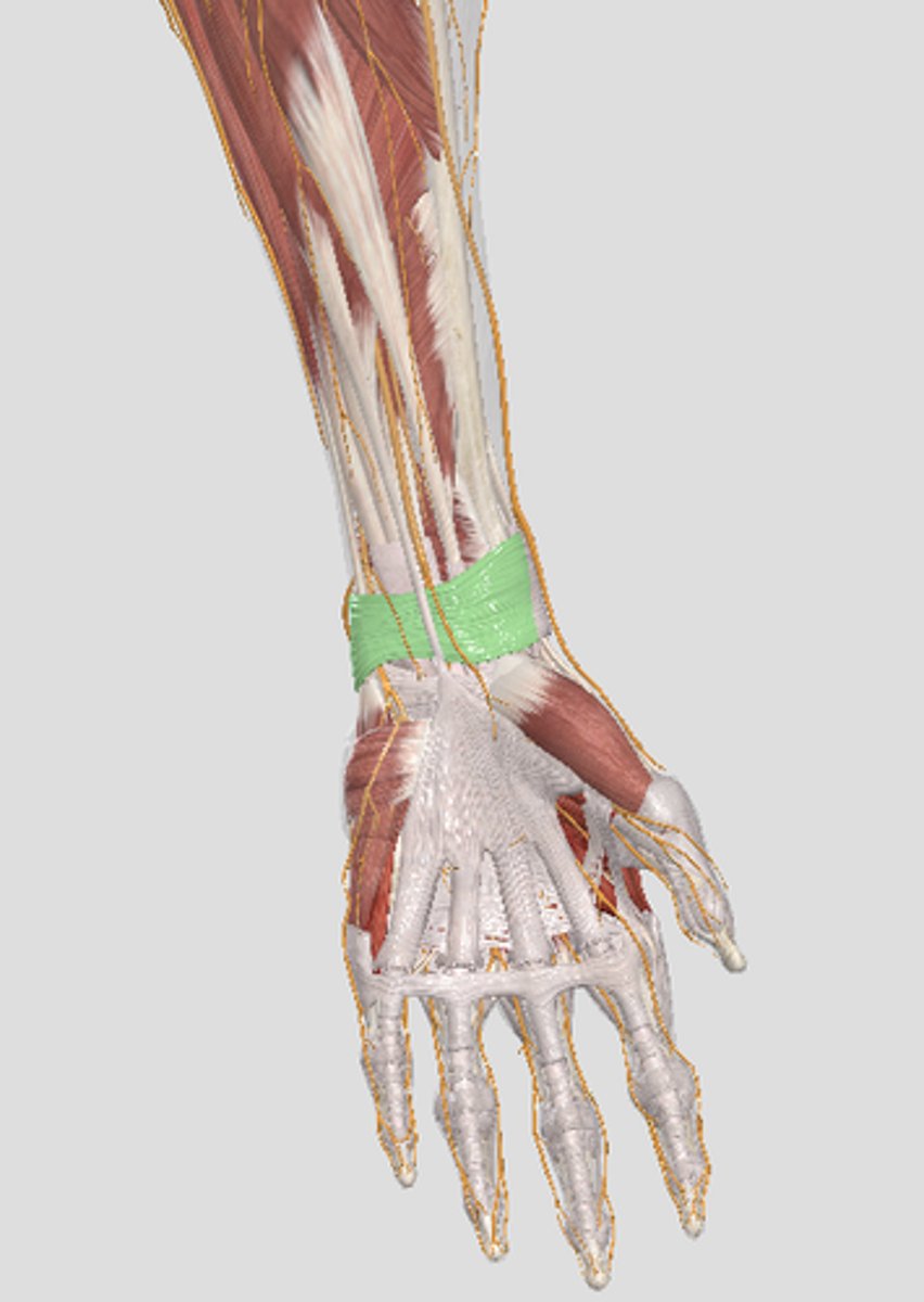 <p>thickening of antebrachial fascia on the anterior wrist</p>