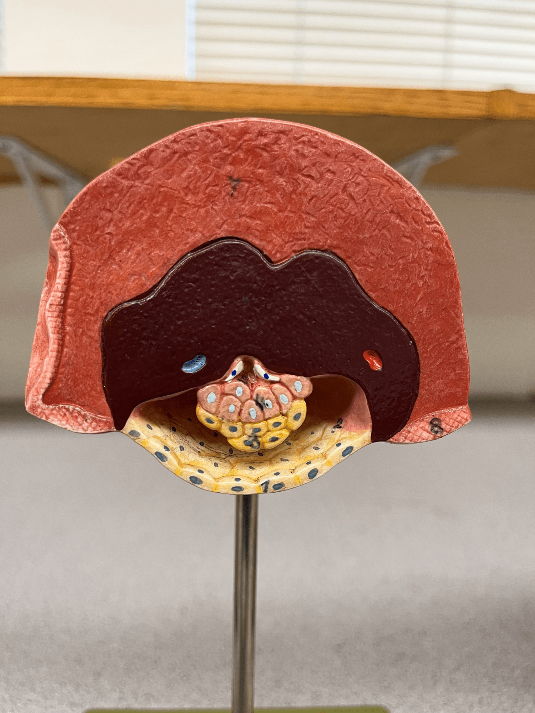 • The contact of the trophoblast of the blastocyst with the endometrium of the uterus.

• The trophoblast differentiates to form the chorion.

• The inner cell mass differentiates into the embryonic disc.