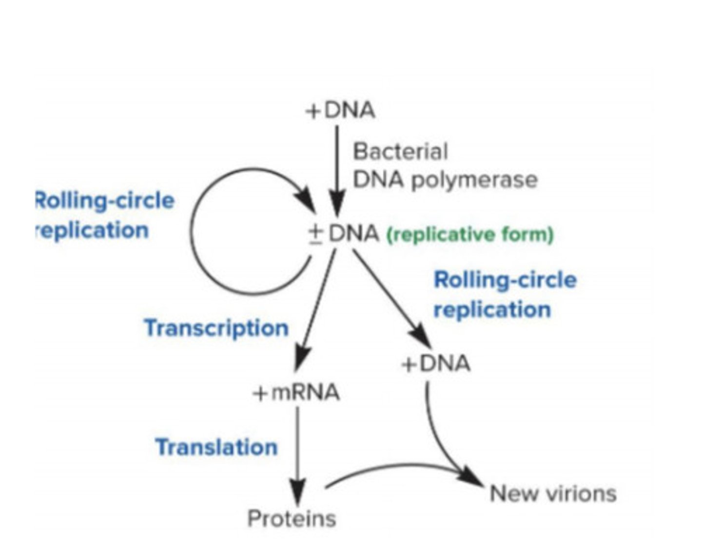 <p>circular +DNA uses bacterial DNAP to synthesize +/- DNA via rolling circle replication; dsDNA then transcribed and translated to proteins to be assembled into viral structure; RCR turns dsDNA back into +DNA to be stored in capsid</p>