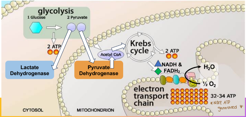 <p>What happens when oxygen is the terminal electron acceptor in the electron transport chain (ETC)</p>