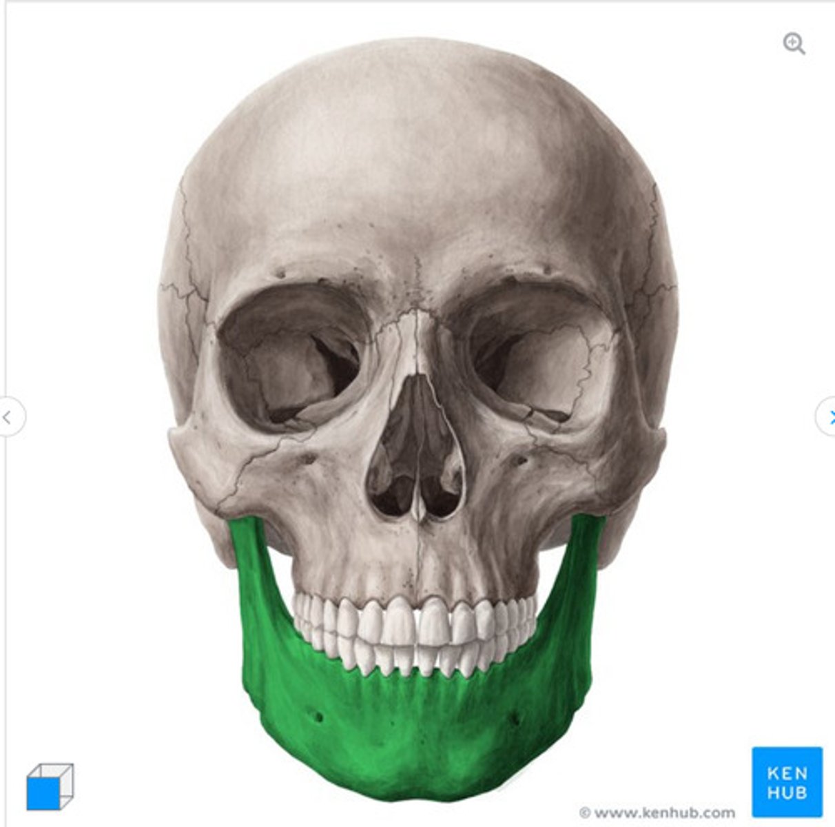 <p>What bone is this?</p>