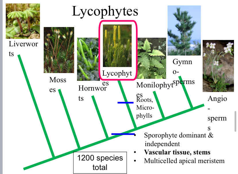 <p>Lycophytes</p>