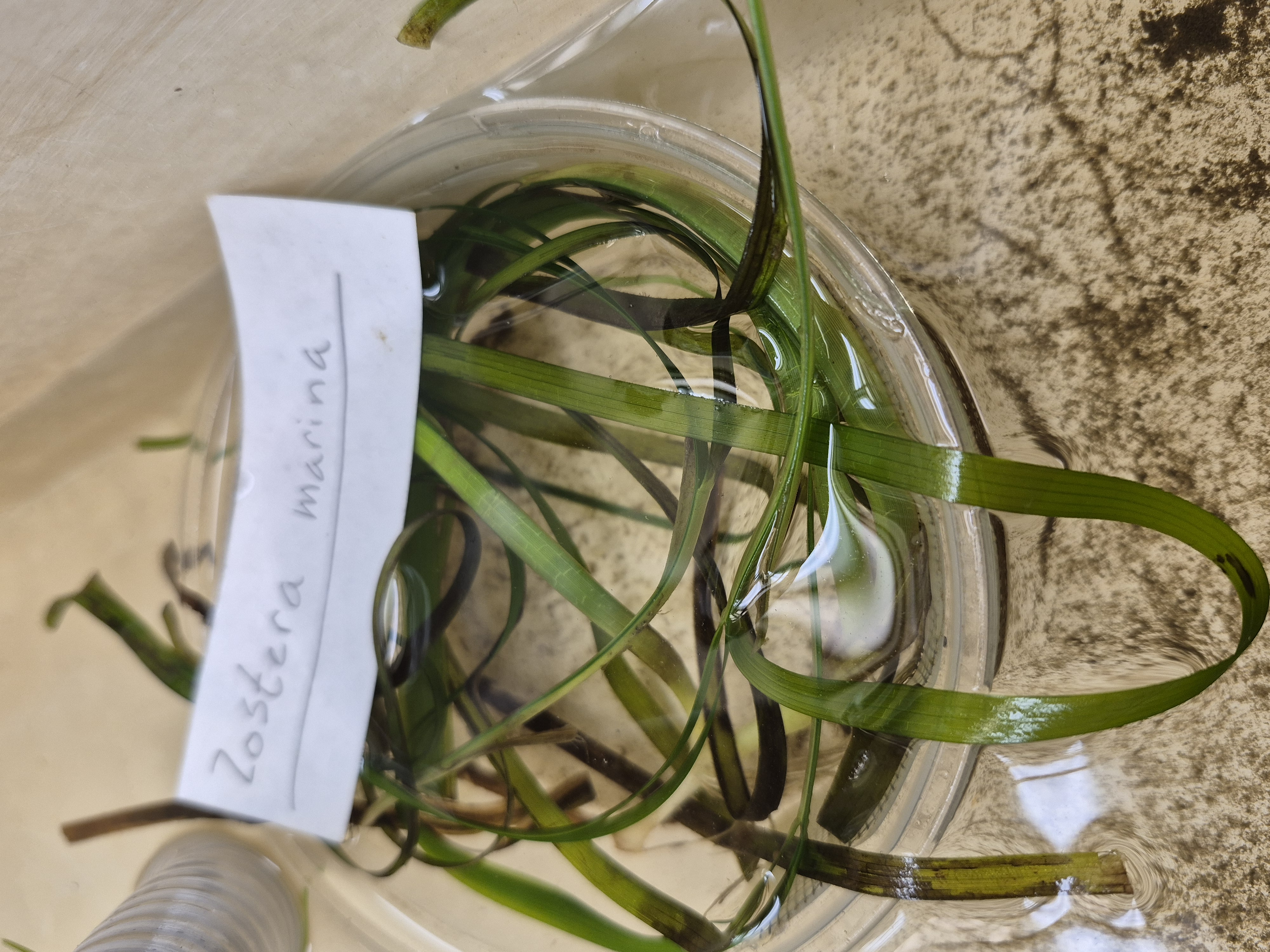 <p>zostera marina</p>