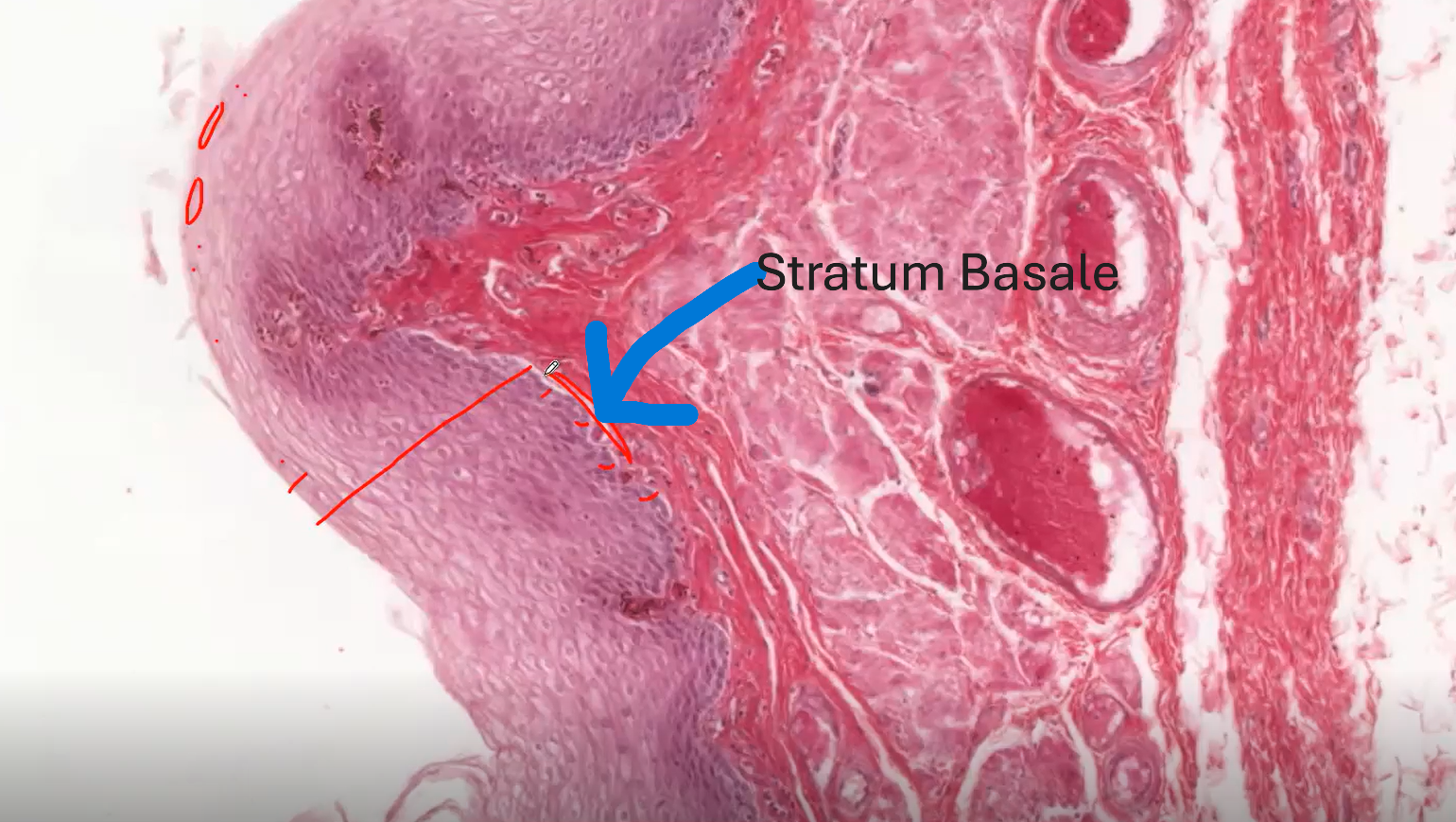 <p>Stratum Basale</p>