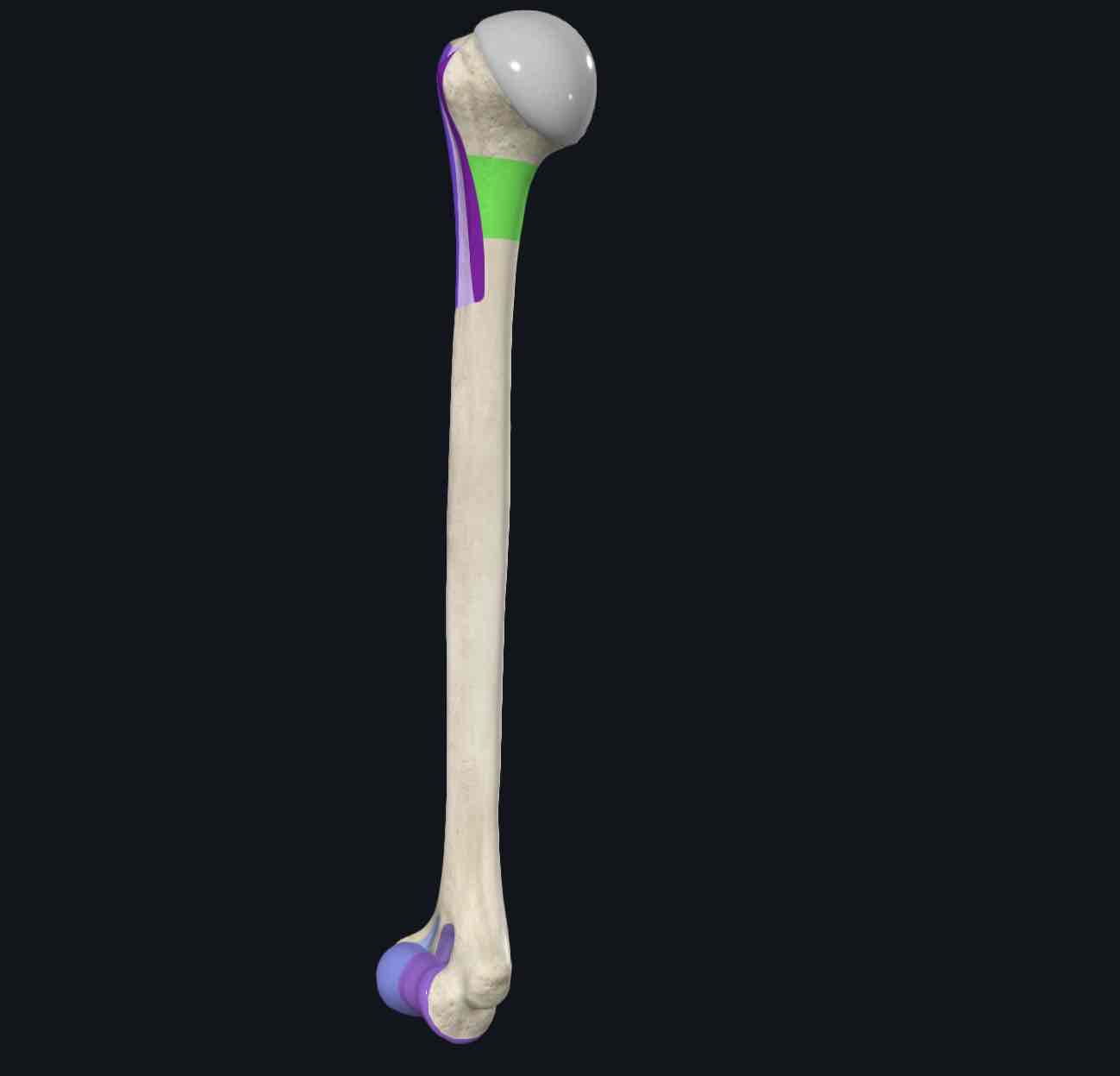 <p>A horizontal area of the humerus that is commonly fractured and has lower bone density.</p>