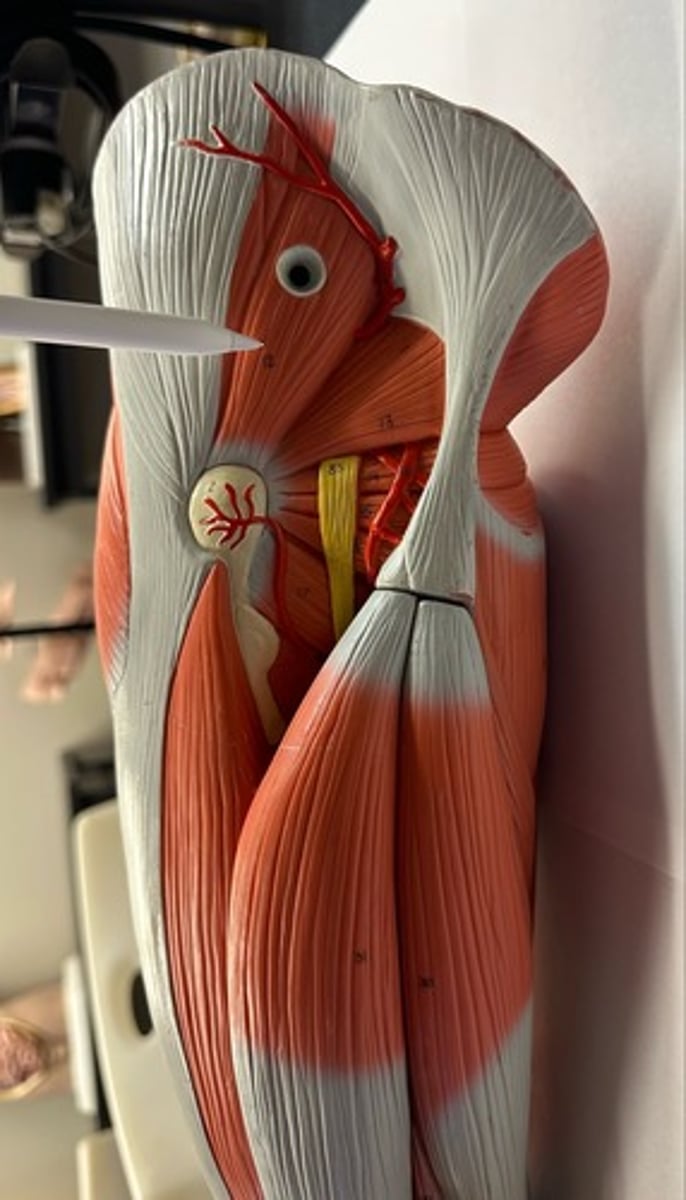 <p>What are the (2) attachments of the Gluteus Medius?</p>