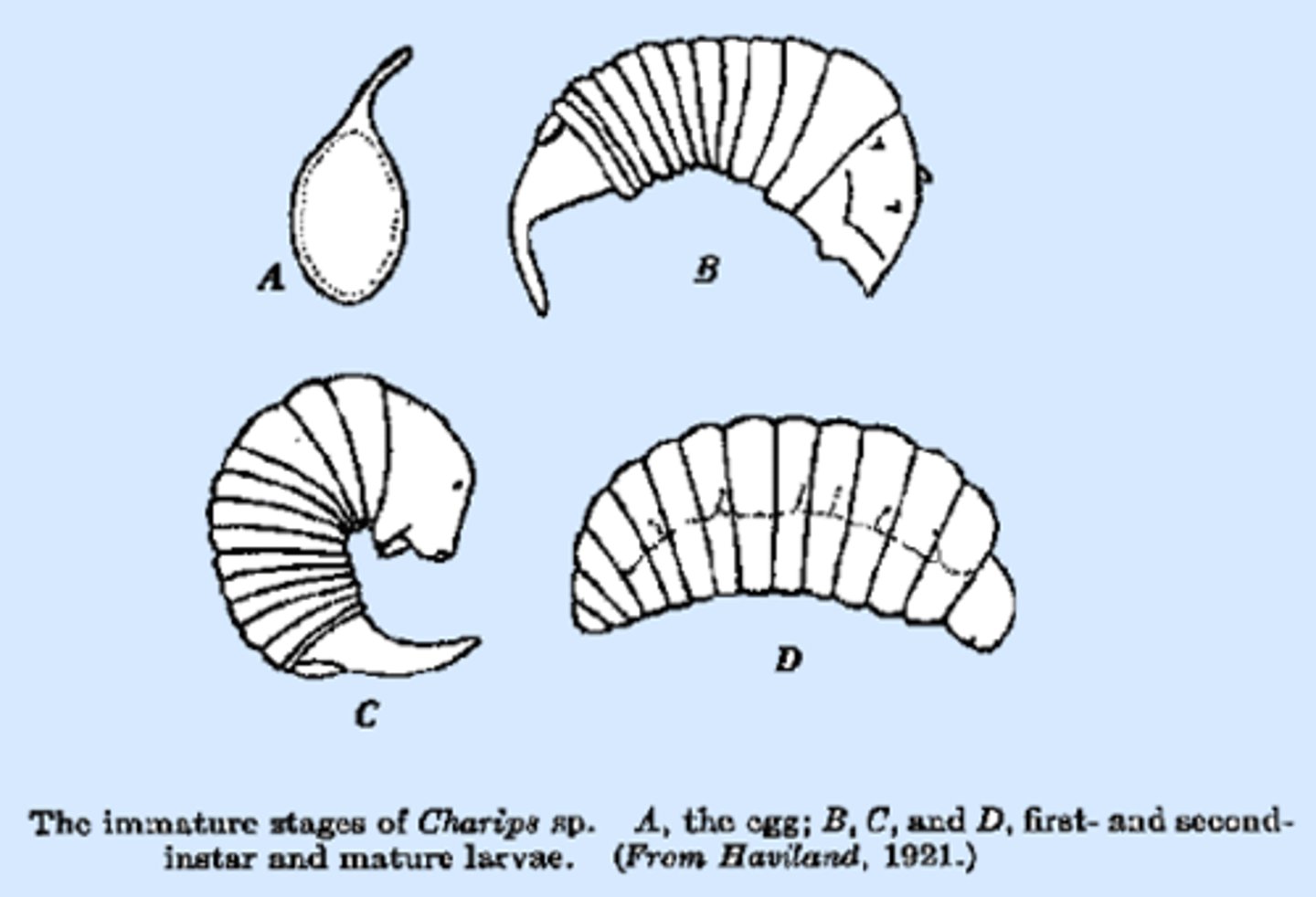<p>well developed head</p>
