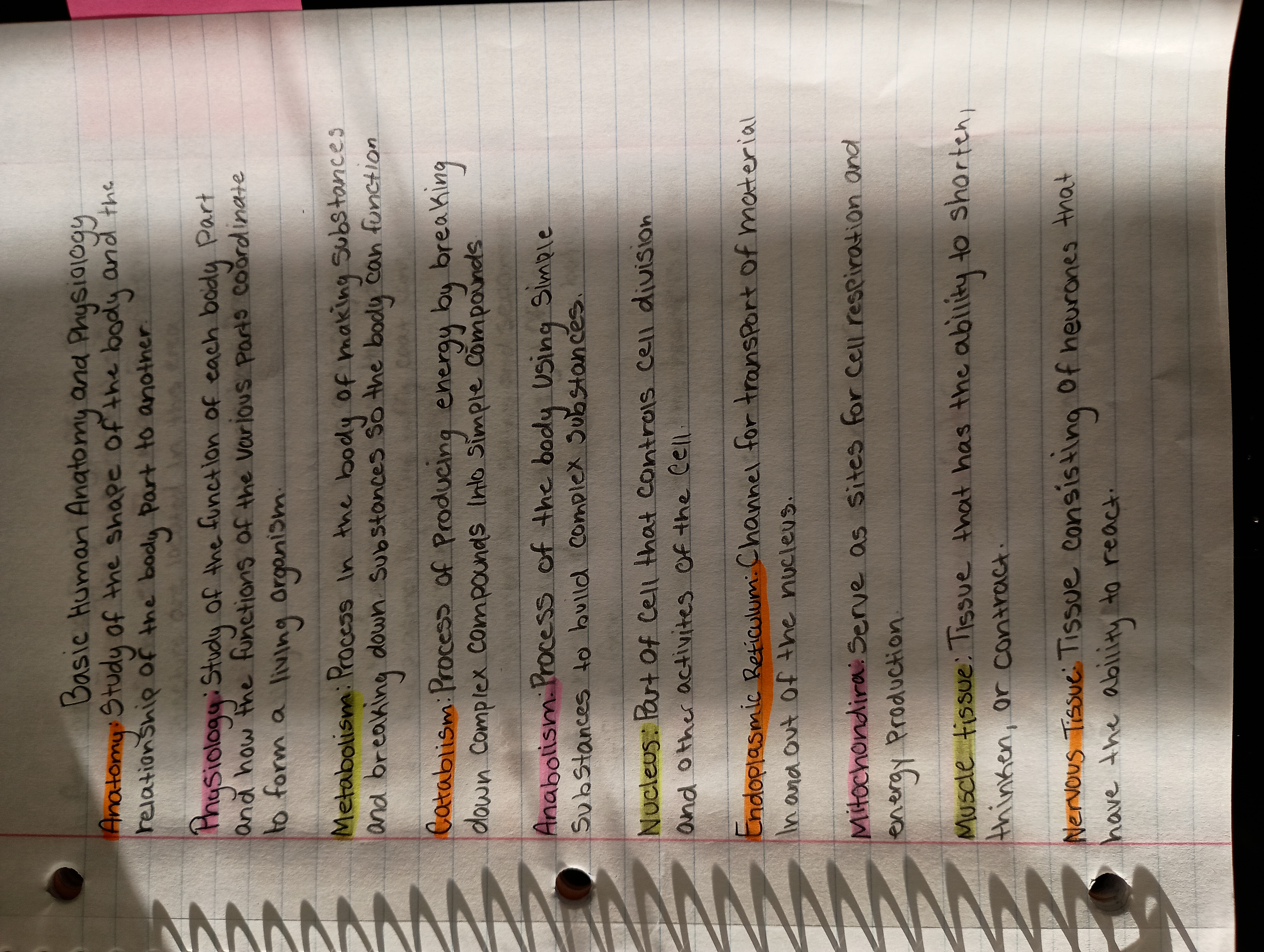 <p>Anatomy </p>