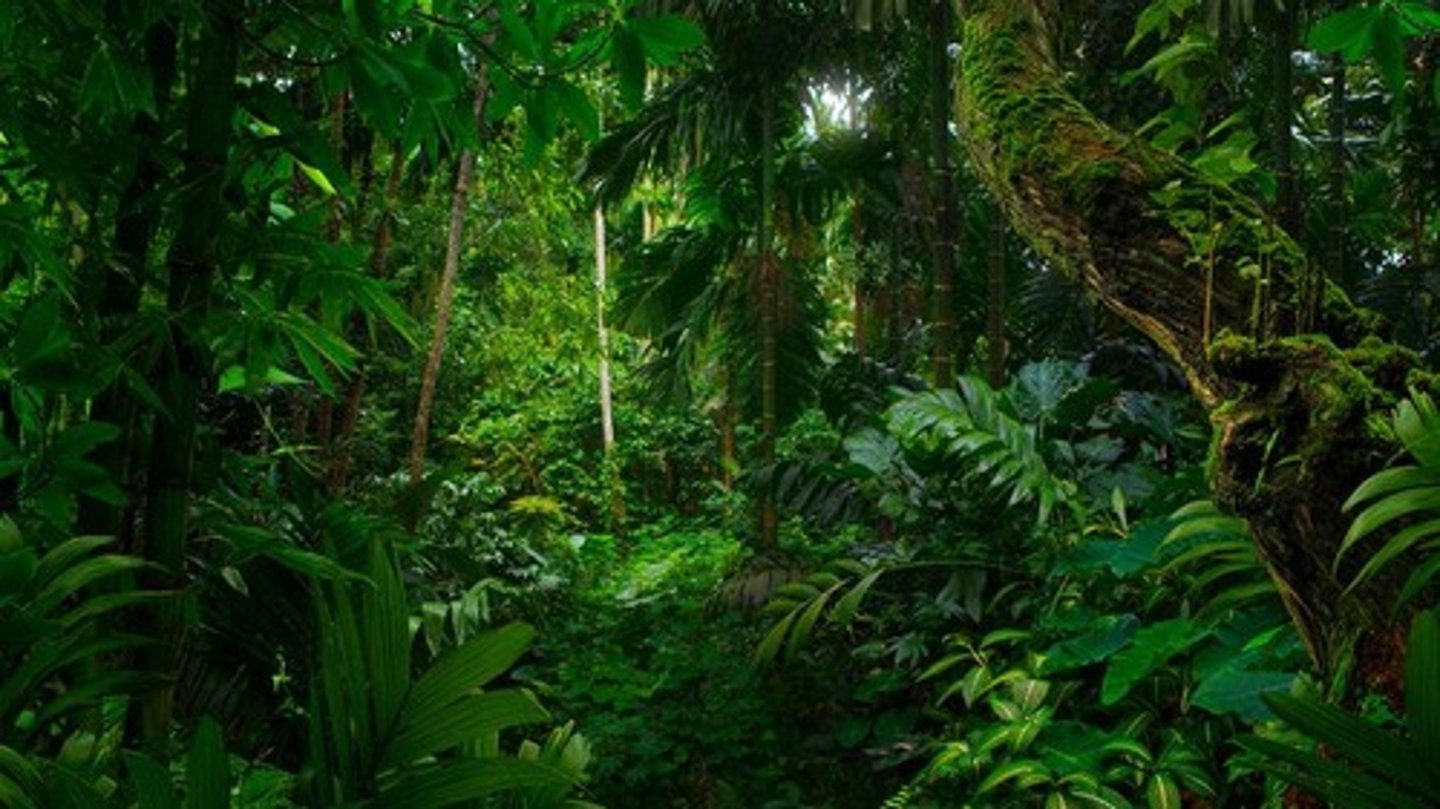 <p>Dense tree canopies block wind, rainfall, and sunlight, while moisture is retained in the soil.</p>