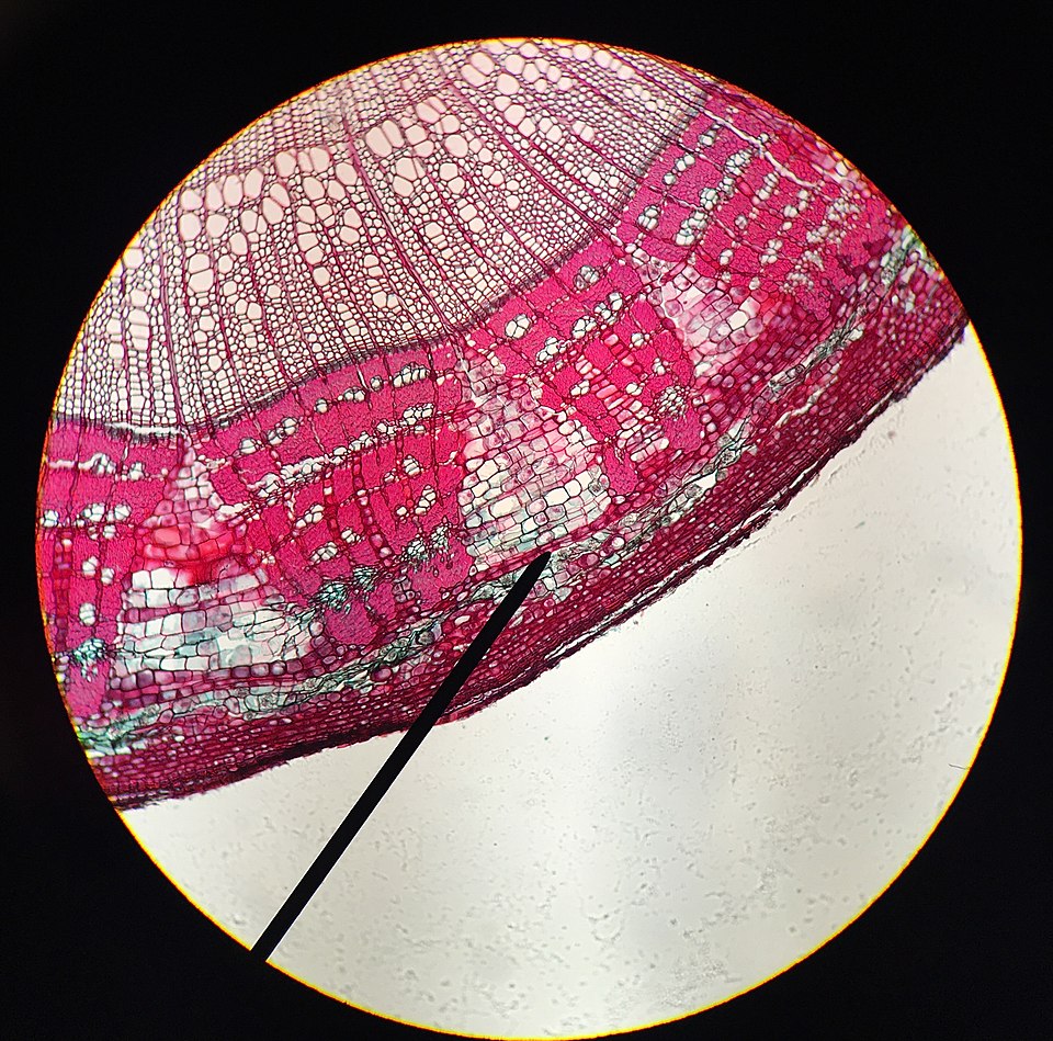 <p>What meristem is the needle pointing to and what does it do? </p>