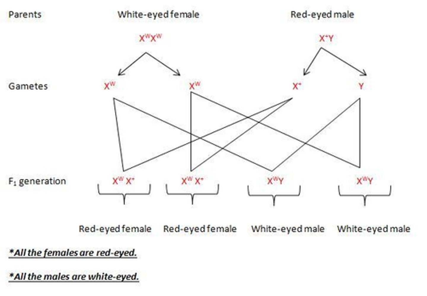 <p>- When a homozygous red-eyed female is crossed with a white-eyed male, all of the offspring have red eyes.</p><p>- However, in the reciprocal cross where a white-eyed female is crossed with a red-eyed male, a 1:1 phenotypic ratio is established.</p><p>- In this second cross, all female offspring have red eyes, while all male offspring have white eyes.</p><p>- The presence of these reciprocal differences in the results is a key indicator of a sex-linked trait.</p>