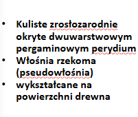 <p>Lycogala epidendrum ; </p><p>Gr.: MYXOMYCOTA </p><p>       Kl.: Myxomycetes</p>