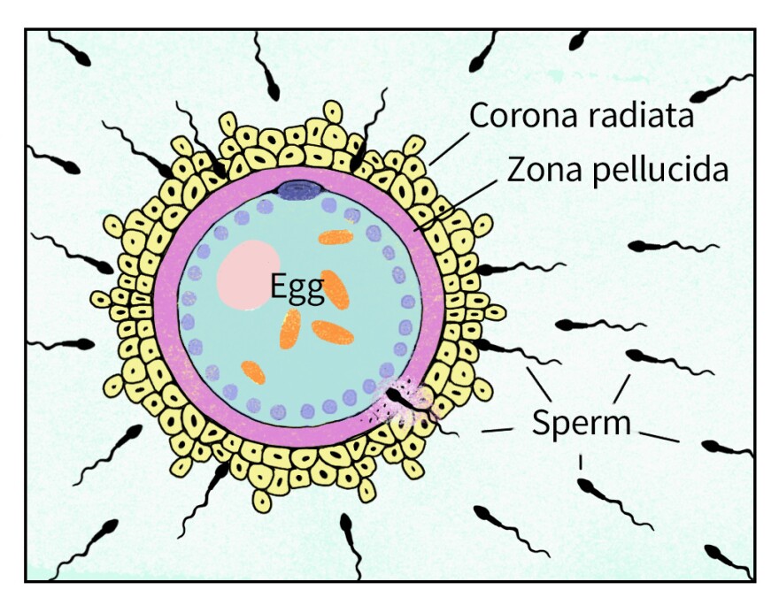 <ol><li><p>The <strong>corona radiata</strong>, a layer of granulosa cells, surrounds the oocyte and provides it with support and nutrients.</p></li><li><p>The <strong>zona pellucida</strong>, a glycoprotein layer, encases the oocyte and plays a critical role in sperm recognition and protection.</p></li></ol><p></p>