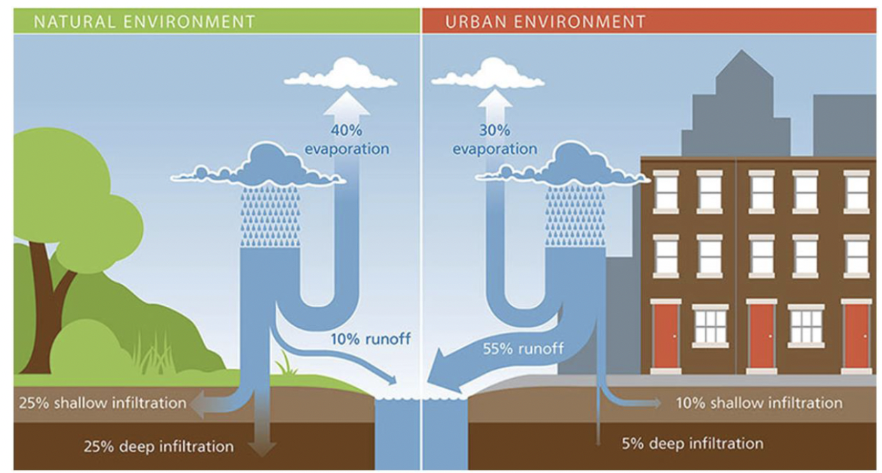 <ul><li><p><span>Urban runoff contains road salt, grease oil</span></p></li><li><p><span>Bluffers Park, Scarborough, 1991</span></p></li></ul><p><span><strong>Know differences from natural environment to urban environment </strong></span></p>