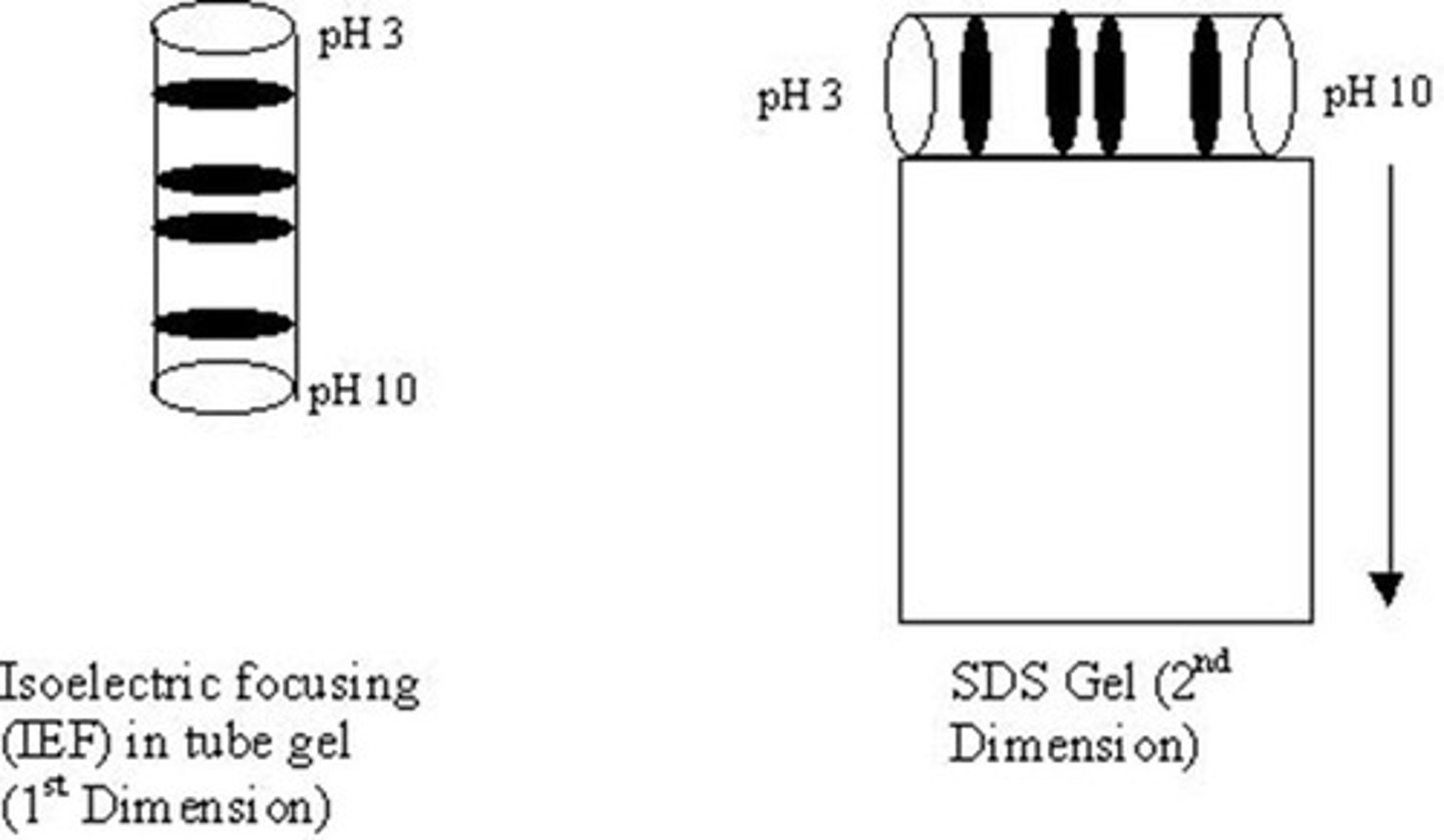 <p>Combines IEF and SDS-PAGE for protein analysis.</p>